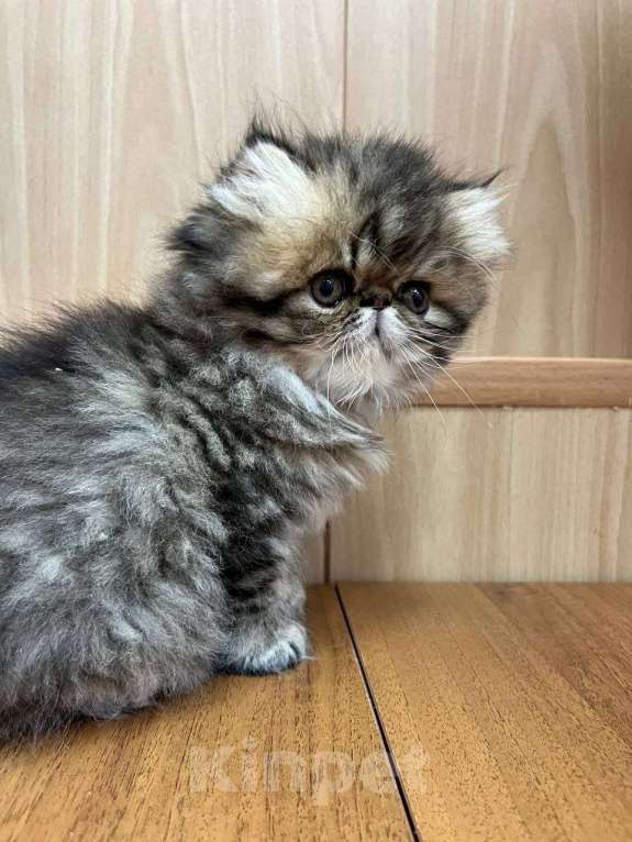 Кошки в Москве: Котята персы экзоты Девочка, 34 999 руб. - фото 2