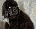 Собаки в Саратове: Щенок Ньюфаундленд Мальчик, 70 000 руб. - фото 4