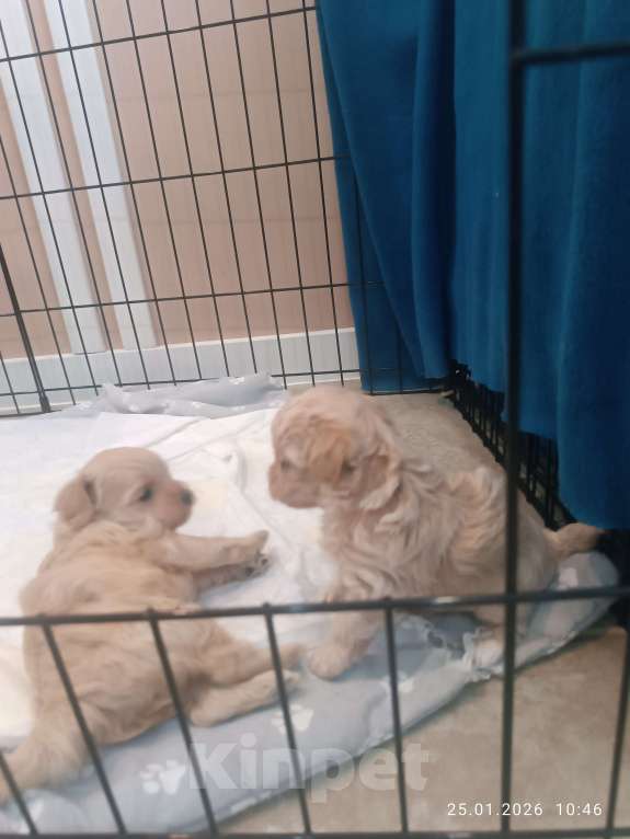 Собаки в Краснодаре: Продаю щенков мальтипу Мальчик, 80 000 руб. - фото 5