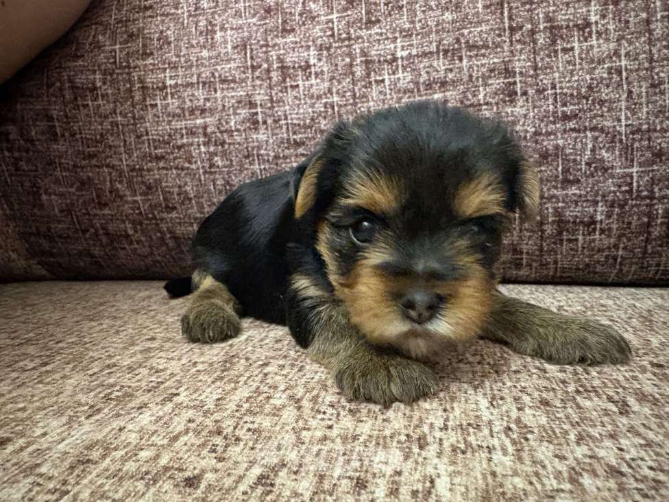 Собаки в Краснодаре: Щенки йоркширского терьера, мини,бейби фейс Девочка, 20 000 руб. - фото 2