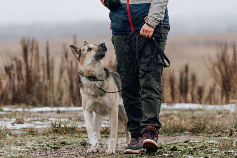 Собаки в Москве: Дрессированная овчарка в добрые руки Девочка, Бесплатно - фото 2