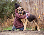 Собаки в Москве: Метис. Очень добрый и человеко-ориентированный мальчик Мальчик, Бесплатно - фото 4