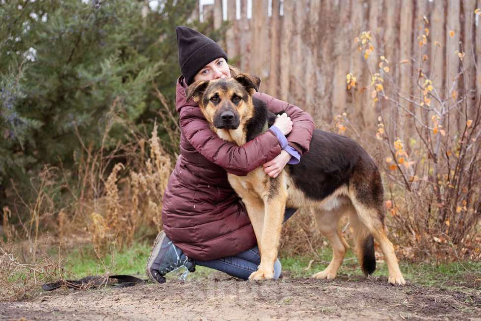 Собаки в Москве: Метис. Очень добрый и человеко-ориентированный мальчик Мальчик, Бесплатно - фото 4
