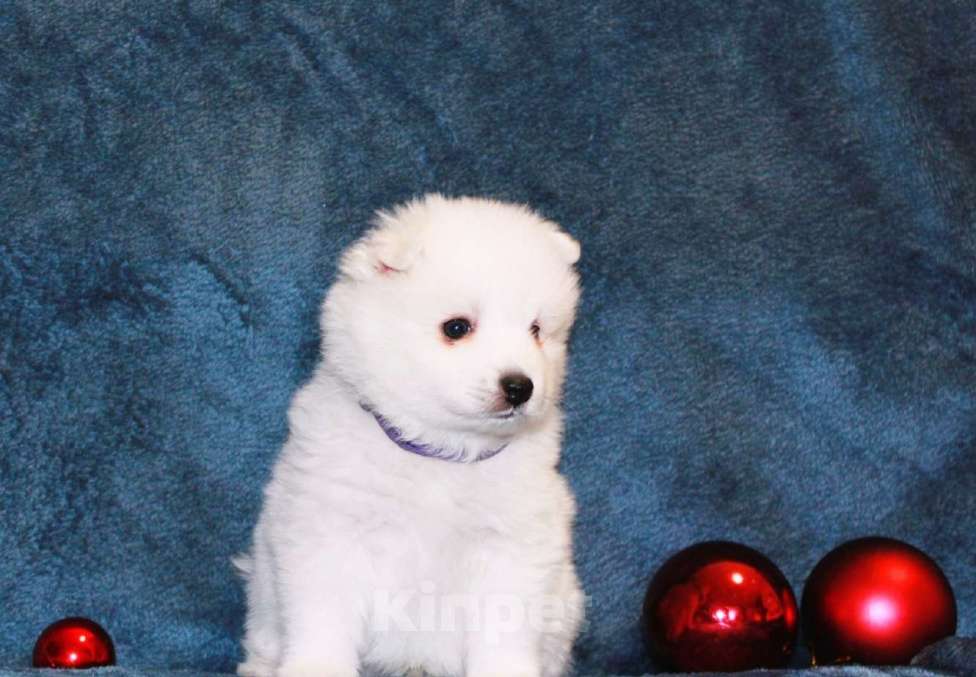 Собаки в Челябинске: Очаровательные щенки японского шпица Мальчик, 80 000 руб. - фото 4
