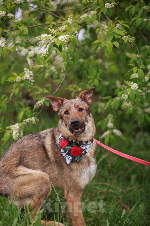 Собаки в Мытищах: Валентин - воплощение любви и преданности Мальчик, 10 руб. - фото 5
