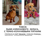 Собаки в других городах Калужской области: Пропала ТАКСА кличка: БУСЯ  Девочка, 70 000 руб. - фото 1