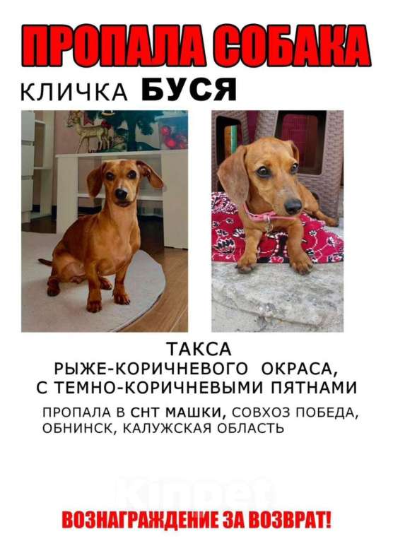 Собаки в других городах Калужской области: Пропала ТАКСА кличка: БУСЯ  Девочка, 70 000 руб. - фото 1