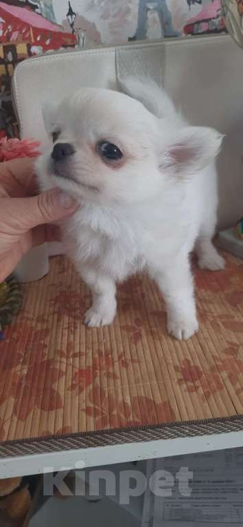 Собаки в Москве: Красивый мальчик чихуахуа Мальчик, 25 000 руб. - фото 3