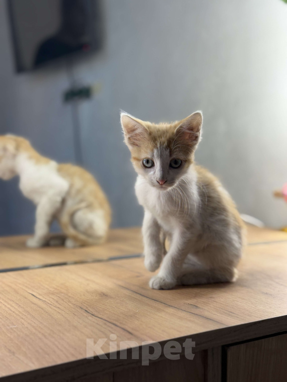 Кошки в Новочеркасске: Рыжий котёнок мальчик потомственный крысолов Мальчик, 100 руб. - фото 3