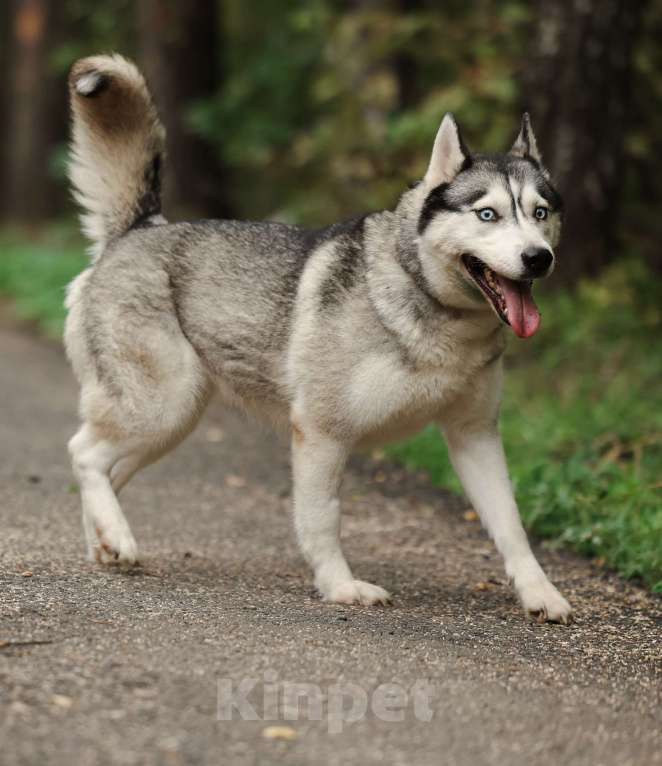 Собаки в Москве: Хаски ищет дом Девочка, Бесплатно - фото 3