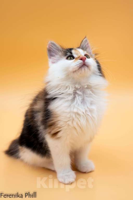 Кошки в Хабаровске: Котёнок Курильского Бобтейла Ференика Фил МАНАНА Девочка, 40 000 руб. - фото 7