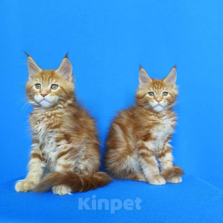 Кошки в Москве: Котята Мейн-Кун Мальчики Мальчик, 70 000 руб. - фото 6