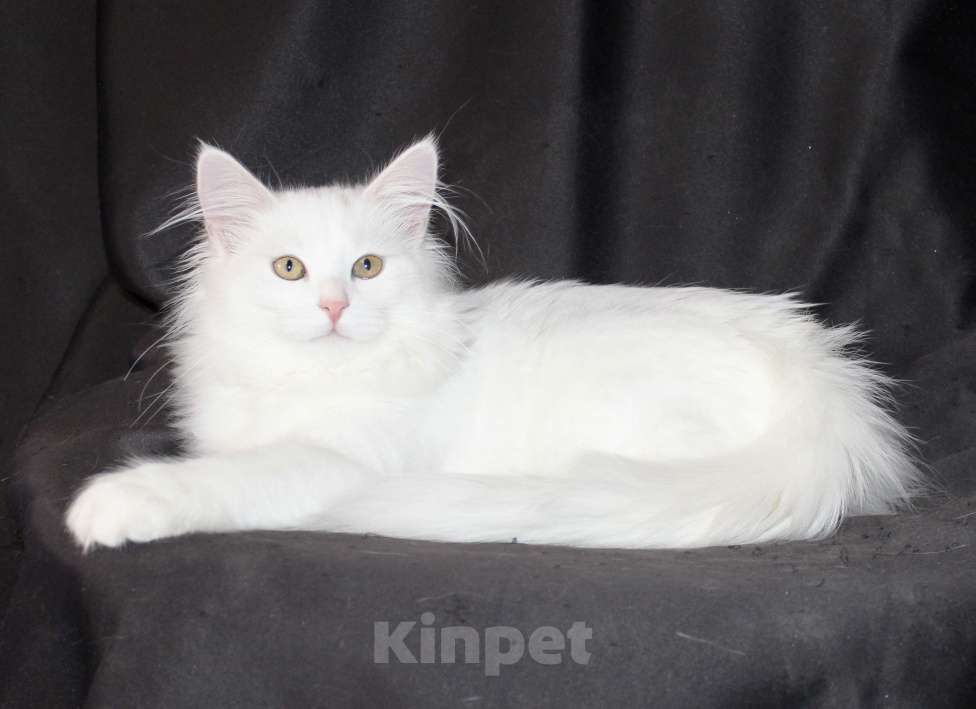 Кошки в Тюмени: Сибирский котёнок Девочка, 15 000 руб. - фото 5