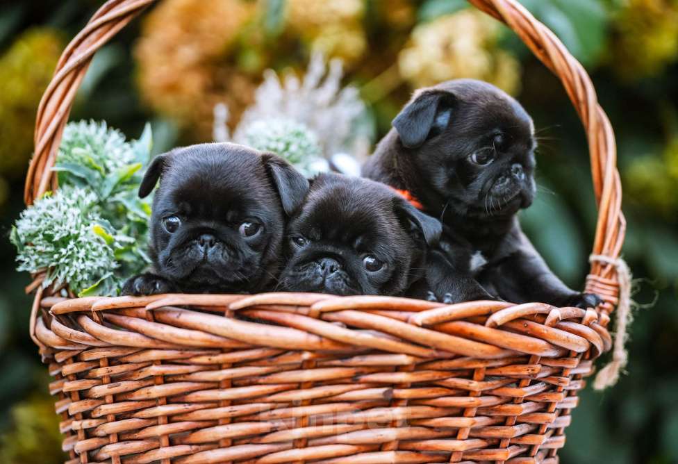 Собаки в Новосибирске: Мопс Сильвана Ветрокрылая Девочка, 60 000 руб. - фото 8