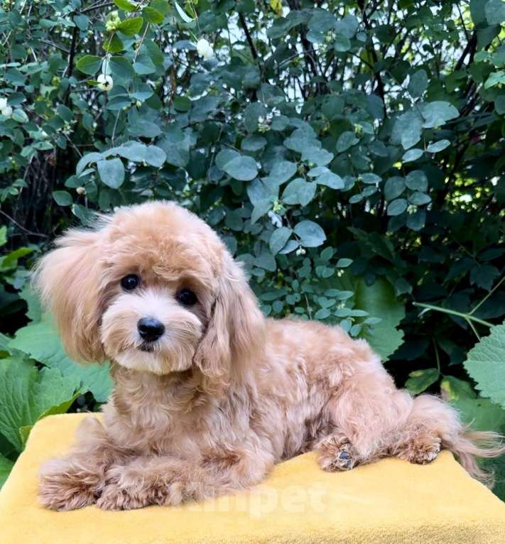 Собаки в Москве: Миниатюрная девочка мальтипу. Девочка, 120 000 руб. - фото 2