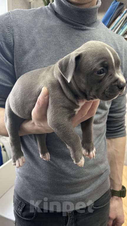 Собаки в Москве: Щенки АСТ Мальчик, 50 000 руб. - фото 4