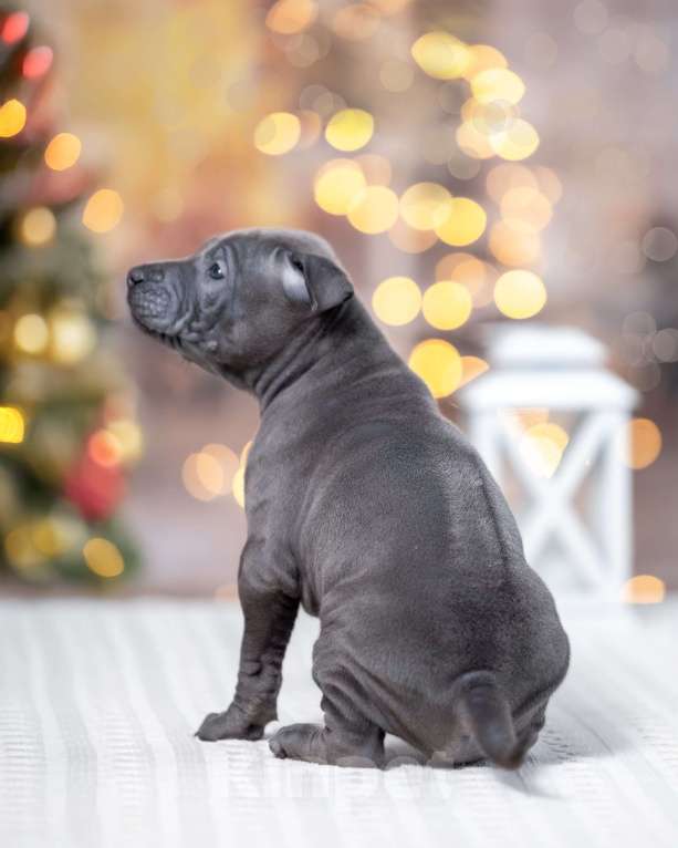 Собаки в Колпино: Голубой мальчик тайских риджбеков Мальчик, 150 000 руб. - фото 3