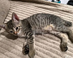 Кошки в Казани: Котенок от русской голубой с коротким хвостиком Девочка, Бесплатно - фото 2