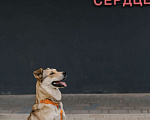 Собаки в Москве: Поцелуйчик каждый день  Мальчик, 1 руб. - фото 8