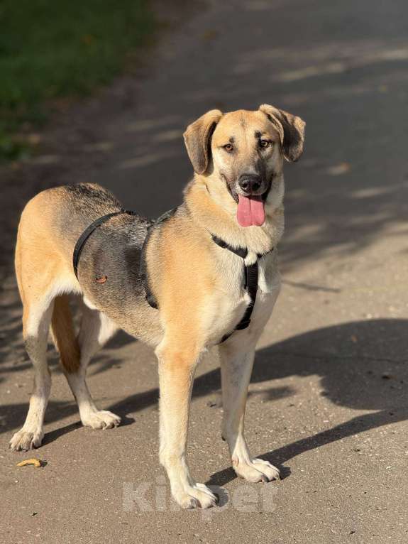 Собаки в Москве: Тима Мальчик, Бесплатно - фото 5