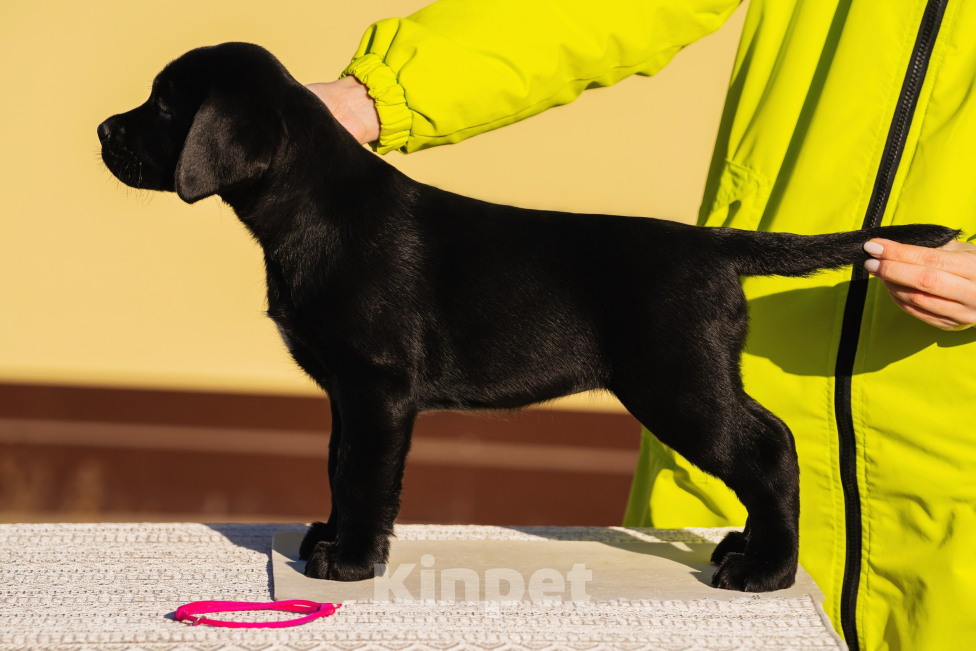 Собаки в Красноярске: Лабрадор ретривер щенок  Девочка, Бесплатно - фото 1