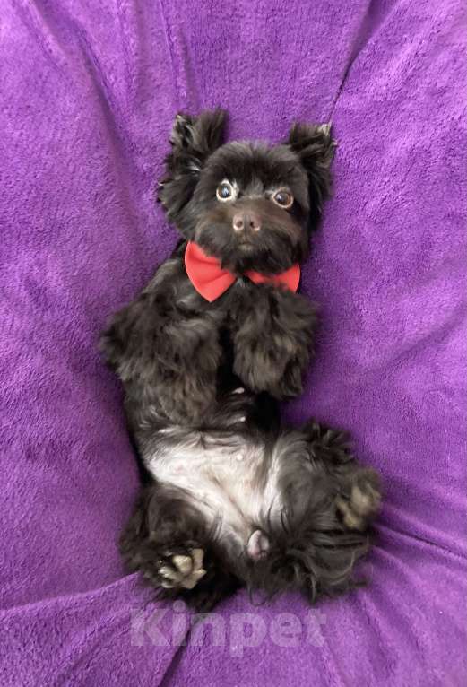 Собаки в Москве: Шоколадный йорк девочка взрослая стандарт Девочка, 50 000 руб. - фото 10