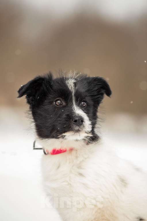 Собаки в других городах Московской области: Щенок в добрые руки Девочка, Бесплатно - фото 4