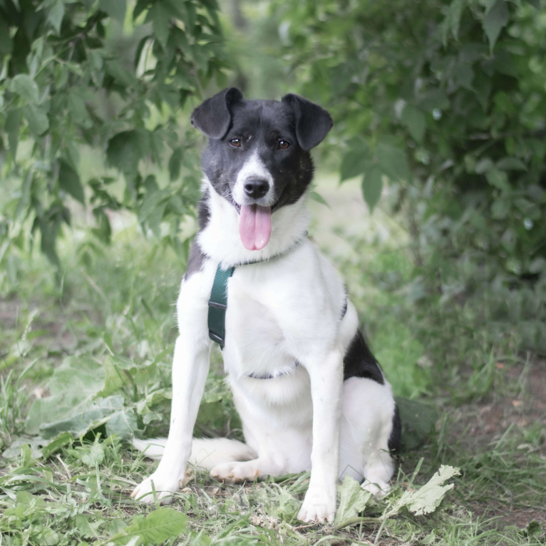 Собаки в Москве: Бру Девочка, Бесплатно - фото 3