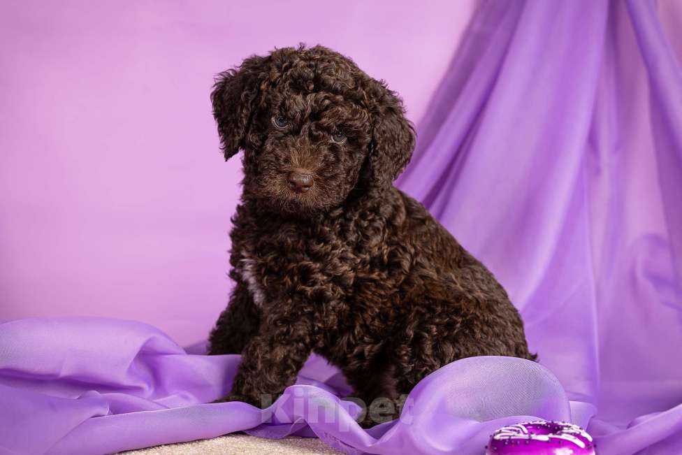 Собаки в Москве: EGELMEISTER Мальчик, 120 000 руб. - фото 7