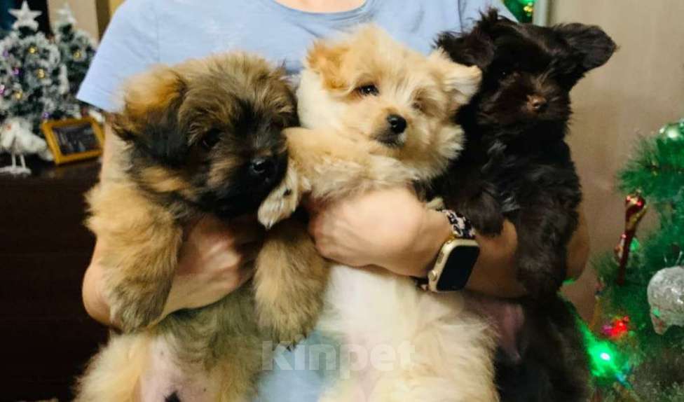 Собаки в Грязи: Щенок шпиц-мальтипу Мальчик, 40 000 руб. - фото 4