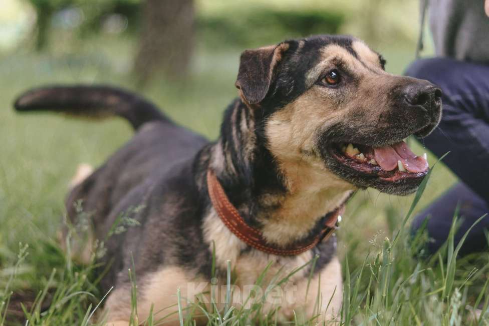 Собаки в Москве: Умнице Мартыну нужен дом Мальчик, Бесплатно - фото 8