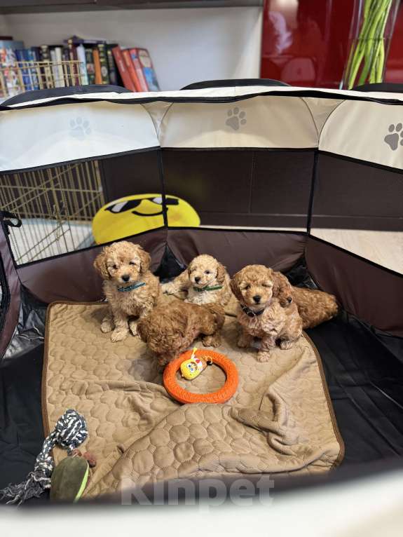 Собаки в Ростове-на-Дону: Пятнышко Девочка, 80 000 руб. - фото 5