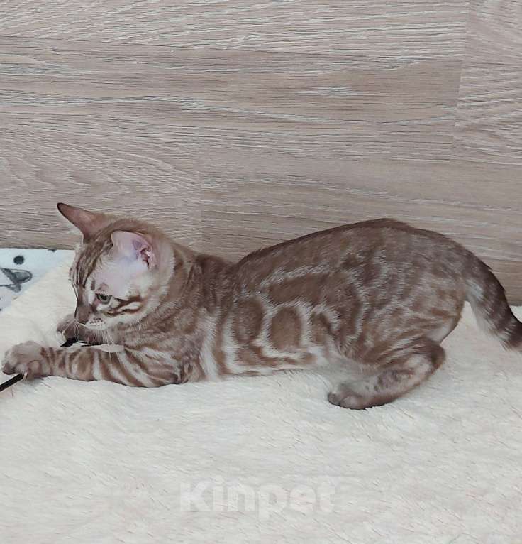 Кошки в Москве: Бенгальские котята  Мальчик, Бесплатно - фото 4