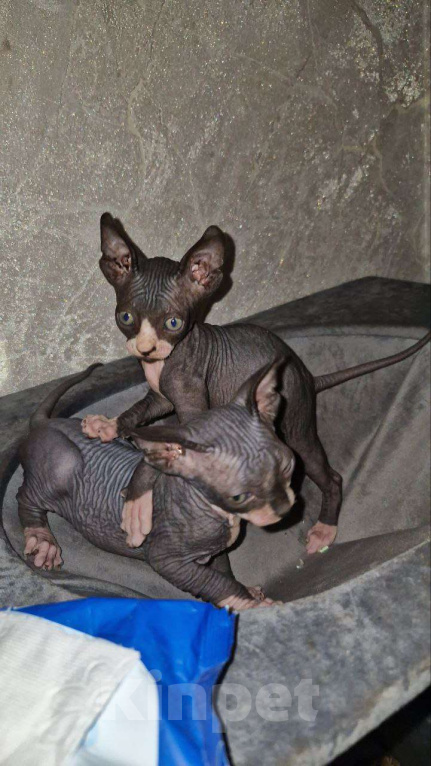 Кошки в Владивостоке: Канадский сфинкс, котенок Мальчик, Бесплатно - фото 3