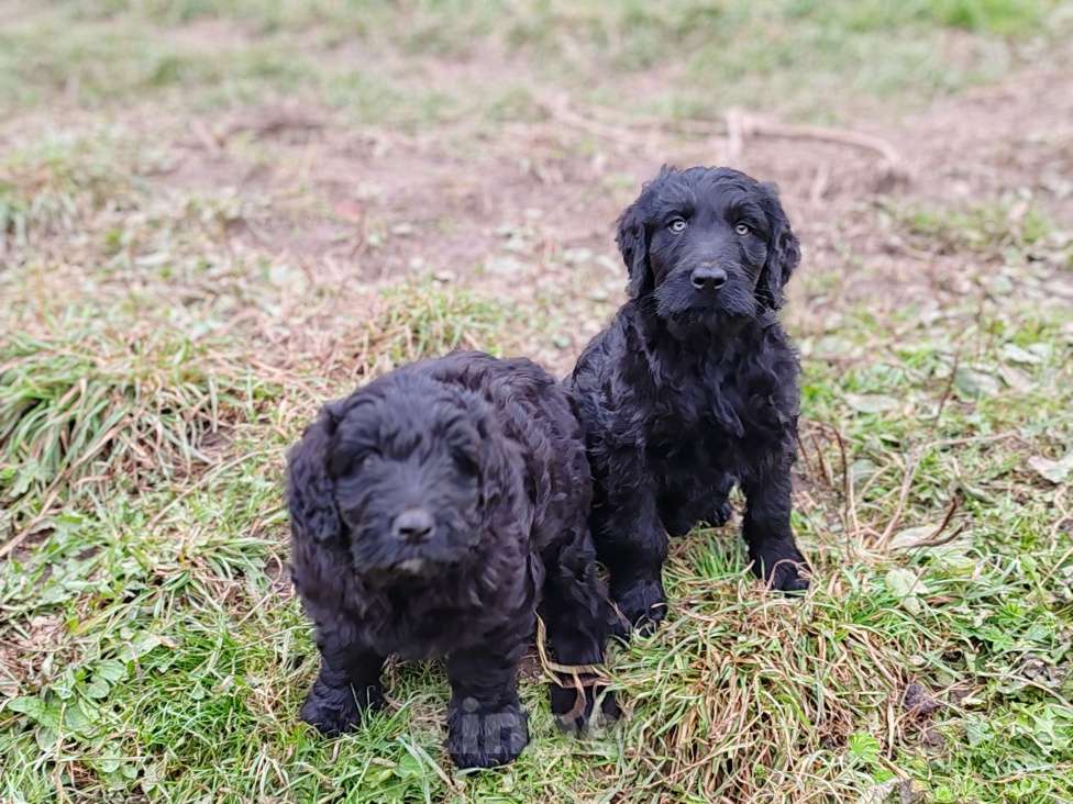 Собаки в Санкт-Петербурге: Шикарная девочка Русский черный терьер  Девочка, 50 000 руб. - фото 4