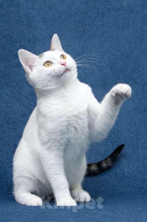 Кошки в Москве: Добрые сердца, прочтите про котенка Фикуса до конца Мальчик, 1 руб. - фото 2