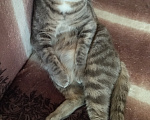 Кошки в Челябинске: Кот Коша Мальчик, Бесплатно - фото 3