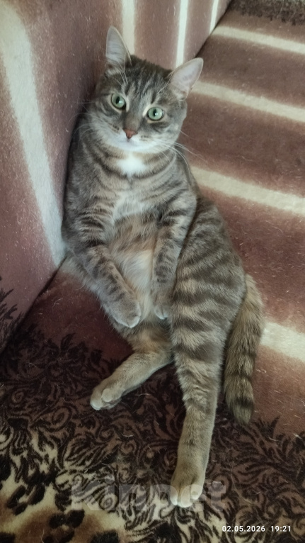 Кошки в Челябинске: Кот Коша Мальчик, Бесплатно - фото 3