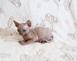 Кошки в Санкт-Петербурге: Котята канадского сфинкса Мальчик, Бесплатно - фото 2