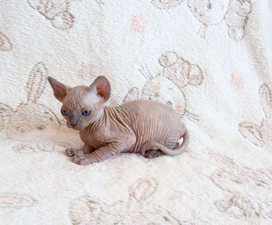 Кошки в Санкт-Петербурге: Котята канадского сфинкса Мальчик, Бесплатно - фото 2