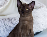 Кошки в Санкт-Петербурге: Бурманская кошечка соболиного окраса из питомника в С-Пб BURHOUSE Девочка, 80 руб. - фото 7