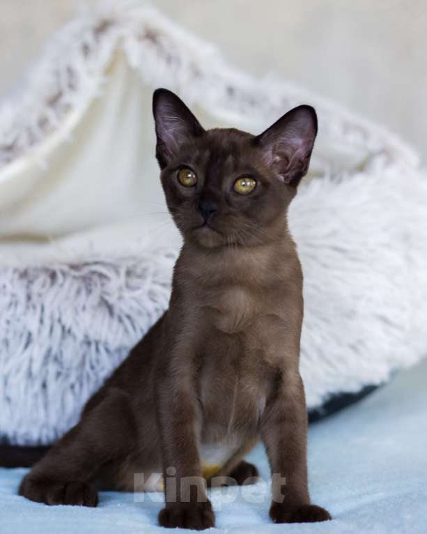 Кошки в Санкт-Петербурге: Бурманская кошечка соболиного окраса из питомника в С-Пб BURHOUSE Девочка, 80 руб. - фото 7