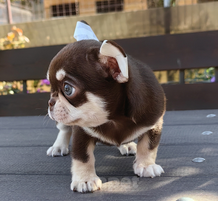 Собаки в Москве: Чихуахуа. Шоколадный мальчик. Мальчик, 70 000 руб. - фото 2
