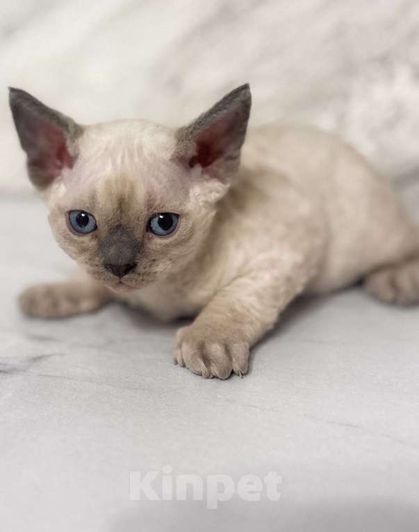 Кошки в Ростове-на-Дону: Котенок Девон-рекс Мальчик, 80 000 руб. - фото 5