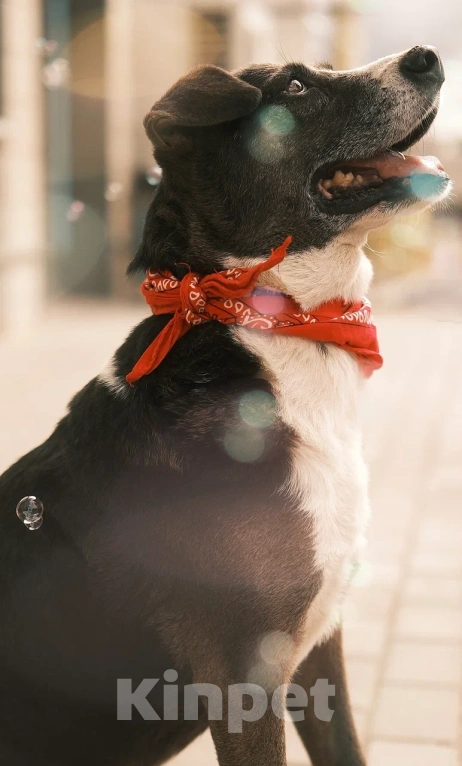 Собаки в Москве: Очаровательный Жиган мечтает о достойной пенсии Мальчик, Бесплатно - фото 10