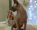 Кошки в Калаче-На-Доне: Канадский сфинкс кот вязка, 3 000 руб. - фото 2