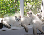 Кошки в Болхове: Невская маскарадная, 30 000 руб. - фото 4