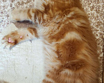 Кошки в Ливны: Мейн Кун котята, 40 000 руб. - фото 9