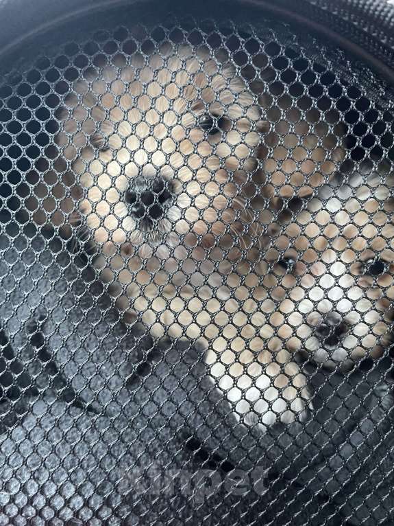 Собаки в Санкт-Петербурге: Мальтипу  Мальчик, 100 000 руб. - фото 3