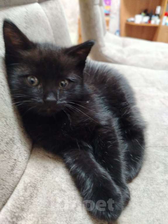 Кошки в других городах Воронежской области: Отдам красивых кошечек от сиамской мамы Девочка, Бесплатно - фото 3